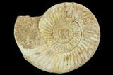 Perisphinctes Ammonite - Jurassic #100287-1